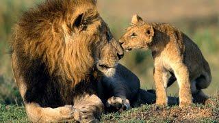 Africa Lions: Documentary on the Lions of South Africa's Kruger National Park