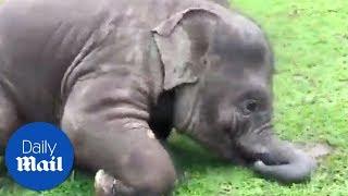 Baby elephants are so clumsy! - Daily Mail