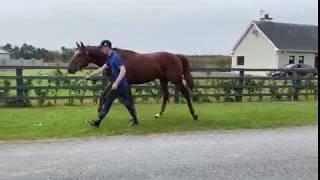 Horsesales.ie - SEE THE MOON COLT.