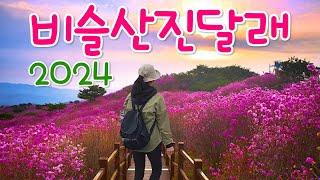 국내최대의 진달래 군락지 개화정보, 핑크빛 물결 비슬산참꽃축제, 비슬산 진달래, 참꽃군락지, 진달래개화시기, 창녕 비슬산 참꽃축제