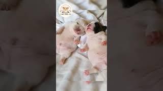 Cutest Puppies Ever! (Part 2) -Tiny Paws Tv #funnyanimals #animals #bestanimalvideos #cutepets