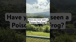 Would You Cross This Hanging Bridge in Costa Rica