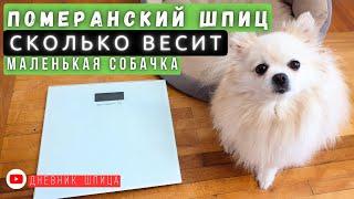 Сколько весит ШПИЦ  Как взвесить собаку в домашних условиях