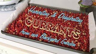 Harvesting & Dehydrating Currants from Our Backyard Garden