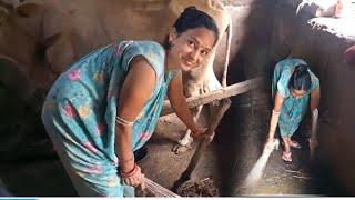 cow sed cleaning vlog/श्रियाजी गाय कि गोबर साफ किए/ଗାଇ ଗୁହାଳ ରୁ ଗୋବର ସଫା କଲୁ