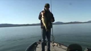 Irod Swimbait Fishing With Paul Bailey