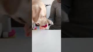 Baby Animals  Funny Cats and Dogs Videos Compilation 2021 # 33