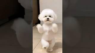 Cute Cat and Dog Dance Remix 