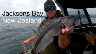 Catch n Cook FISHING in Haast South Westland NZ - Josh James - Bluenose - Tarakihi