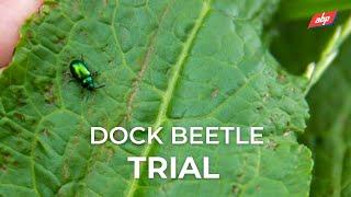 Dock Beetle Trial | ABP Demonstration Farm