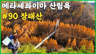 장태산 자연휴양림 등산코스 | 한국 최대 메타세콰이아 숲길 산림욕장 | 역대 최고 단풍여행 장소 | 힐링 산책 데이트 코스 | 506070산악회 걷기 추천