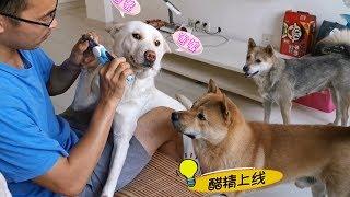 给中华田园犬剪指甲，三只狗狗反应截然不同，这差距也太大了！