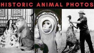 Unbelievable Historical Animal Photos