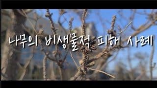 나무의사 - 수목병해 - 비생물적피해 - 곰솔의 과습  염해, 소나무 심식, 느티나무 건조