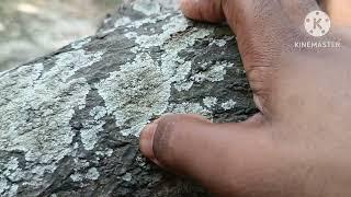 Foliose lichens growing on Mango tree | Corticolous lichen | Physcia