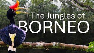 Epicbirds: to the jungles of Borneo