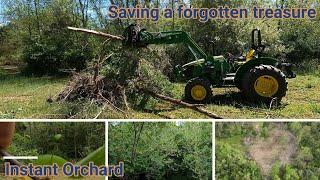 Uncovering an Abandoned Orchard Forgotten for 40 Years