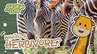 Herbivore Facts for Kids | Animal Facts for Kids | George and Toby Wildlife Rangers