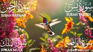 Surah Yaseen (Yasin) | Surah Rahman | Surah Waqiah | Surah Mulk | Beautiful Quran Recitation EP: