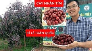 CÂY NHÃN TÍM Qủa To, Mã Đẹp, Mọng Nước, Hoa Qủa Ra Quanh Năm | Đt/Zalo 0968.750.386 | 092.391.6866