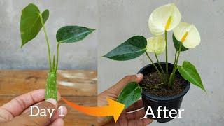 How to grow Anthurium plant with Aloe vera Very Easy Method