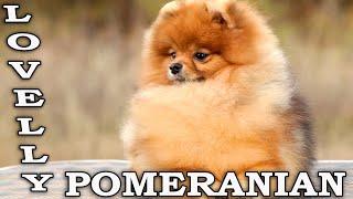 Pomeranian | Pomeranian dog Darikar Kenzo #pomeranians #pomeranianlovers #cutepomeranian