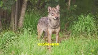 Волк вышел на охоту второй раз! волк#дружба#охота#волки #wolf природа#жизненныеистории#жизнь