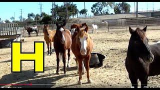 ALPHABET ANIMALS / PHONICS / ALPHABET SONG / HORSES & DONKEYS  (Part 109) EDUCATIONAL KID LEARNING
