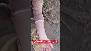 خليت النحلة تقرصني الجزء الاول 