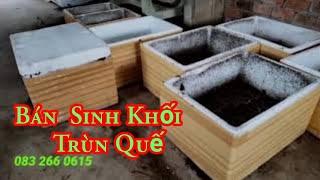 Sinh khối trùn quế chất lượng  #sinhkhoitrunque#namcong .