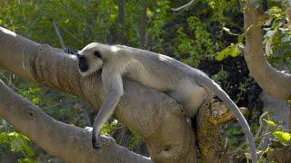 A Troop of Hanuman Langurs Suffer a Surprise Attack