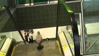 Confused bird on an escalator