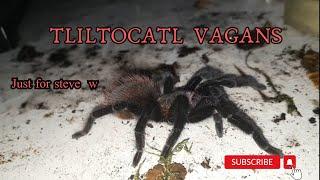 Tliltocatl Vagans #video #nature #newworldtarantula