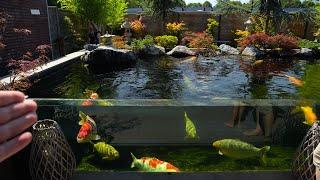 Glass Window Koi Pond Design - BIG Koi Collection!!