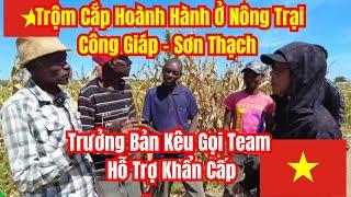 Trộm Cắp Hoành Hành Ở Nông Trại Công Giáp: Trưởng Bản Kêu Gọi Hỗ Trợ Khẩn Cấp