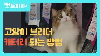 고양이 브리더(캐터리)되는 방법