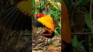 You Won’t Believe These STRANGE Bird Sounds! #shorts