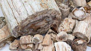 Petrified Wood Logs and Branches from Madagascar - Live Feature