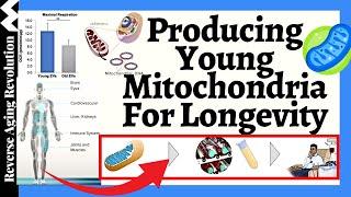 Producing Young Mitochondria Accessible For Everyone - Mitochondrial Transplantation For Longevity