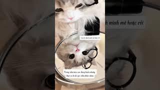 Trong gương mới là mặt thật của mèo con~ #bigboss #shorts