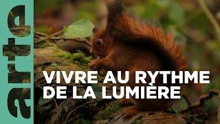 Les Vosges, la forêt mystérieuse | La France sauvage | ARTE Family