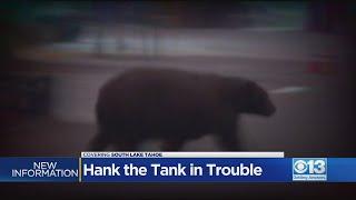 Bear 'Hank The Tank' In Trouble