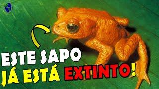 ENTENDA! COMO SÃO CLASSIFICADAS AS CATEGORIAS DAS ESPÉCIES EM RISCO DE EXTINÇÃO?