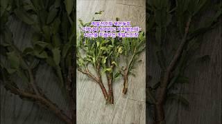 #게발선인장#게뱐선인장뿌리가내릴까요#게발선인장살리기#김용빈#사랑은어떻게생겼을까