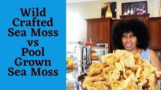 Wild Crafted Sea Moss vs Pool Grown Sea Moss | Dr Sebi Inspired | Sea Moss Benefits