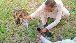 First wild hunting of new jurra || Pheasant hunting 2024 || Raptors Today