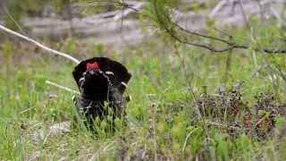 Spruce Grouse courtship