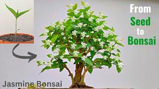 How to make a Bonsai tree - Jasmine Bonsai tree