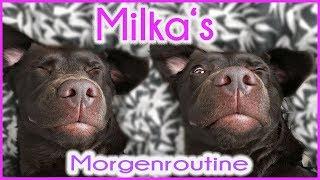  Milka Mittwoch  Milkas Morgenroutine   KaroLovesMilka