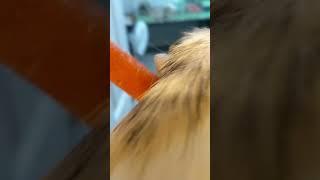The Sky Carrot